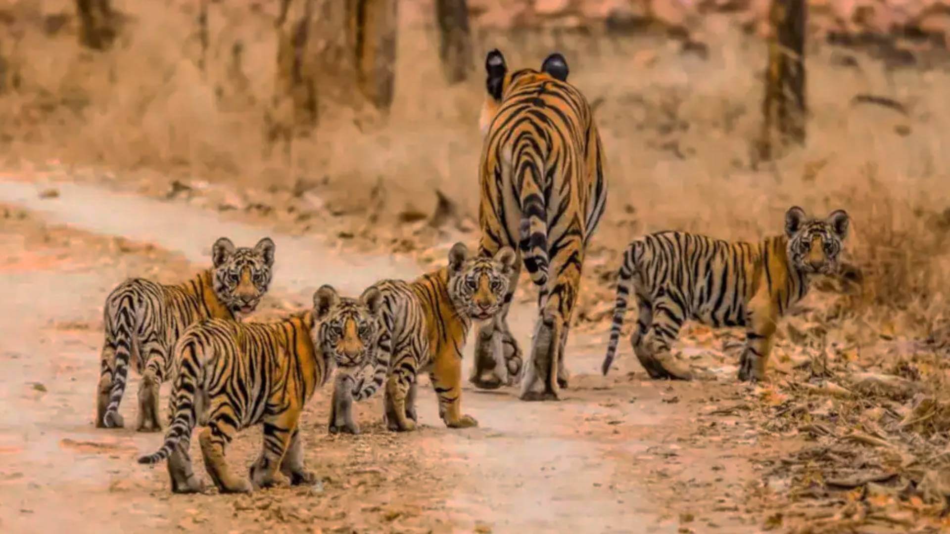 Panna National Park